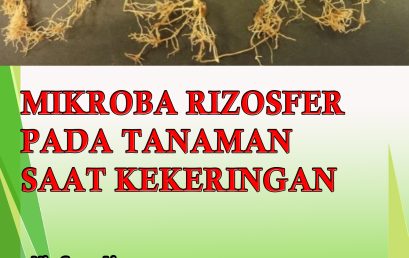 MIKROBA RIZOSFER PADA TANAMAN SAAT KEKERINGAN